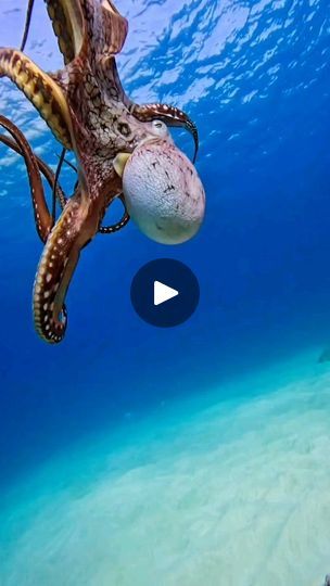 Octopus Photography, Incredible Creatures, Underwater Photos, Save Animals, Photography Courses, Ocean Lover, Ocean Creatures, Underwater Photography, Sea World