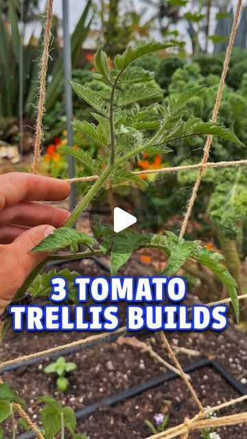 Jacques Lyakov on Instagram: "Three tomato trellis options I always have in my garden! While I have my favorites I also love trying new things every year. This year for example I am doing the string trellis but as two leaders instead of a single leader. The net trellis has always been in my favorites  but I don’t like the visual barrier it ads to the garden. And lastly the Florida weave has always been my favorite for unruly tomato containment!" Trellis For Tomato Plants, Florida Weave Tomato Trellis, How To Trellis Tomatoes, Tomato Structure, Tomato String Trellis, Tomato Trellis Ideas Diy, Cherry Tomato Trellis, Tomato Teepee, Tomato Trellis Ideas