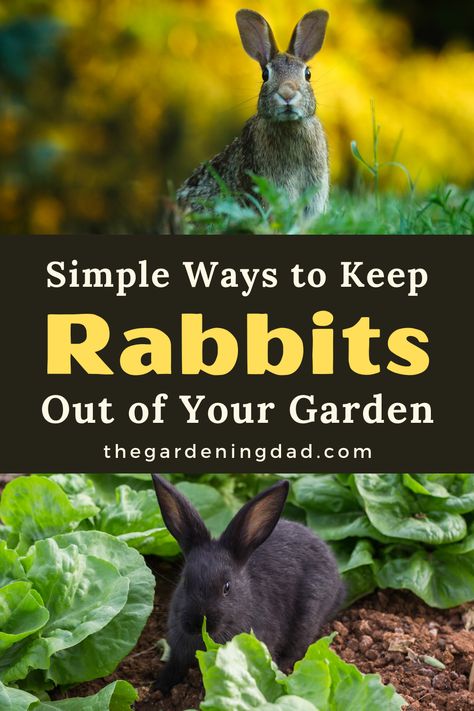 Are rabbits getting into your garden or eating plants? This article will provide 20 Simple Ways to Keep Rabbits Out of Your Garden! #Rabbits #Garden #Gardening Rabbit Deterrent, Rabbit Repellent, Natural Repellent, Rabbit Eating, Adorable Creatures, Thriving Garden, Better Homes And Garden, Garden Pests, Veggie Garden