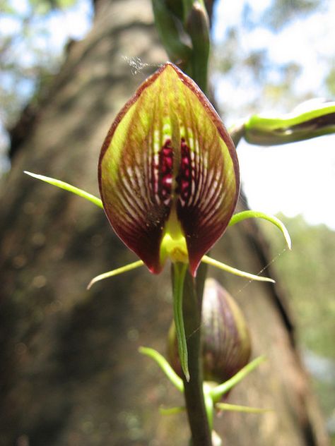 Cryptostylis | Recent Photos The Commons Getty Collection Galleries World Map App ... Lady Slipper Flower, Endangered Plants, Lady Slipper Orchid, Lady Slipper, Exotic Orchids, Green Nursery, Small Lady, Flower Spike, Beautiful Orchids