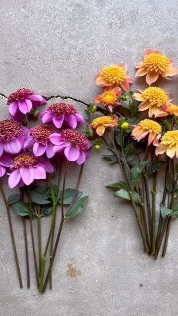 beth harris on Instagram: "anemone form dahlias at the cart this weekend! 'dad's favorite', 'sandia brocade', 'gitty up', 'platinum blonde'. df, gu, pb tubers from @swanislanddahlias. #anemonedahlia" Dads Favorite, April Showers, May Flowers, Platinum Blonde, Anemone, Post On Instagram, Dahlia, This Weekend, Floral Design