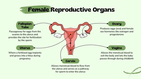 The Female Reproductive Organ Why is it important to know the women's reproductive organ? A woman's reproductive system is complex. If you want to know the health of your fertility, start charting your cycle, you would appreciate the intricacy of your cycle and how your vital organs play a part in producing new life. I will teach you all of this and more. Schedule a free consult with me using this link: https://calendly.com/flenjerose/fertilitydiscoverycall . . . #femalereproductivesystem ... Natural Fertility, Female Reproductive System, Reproductive System, Reproductive Health, Life I, Womens Health, Fertility, New Life, Anatomy