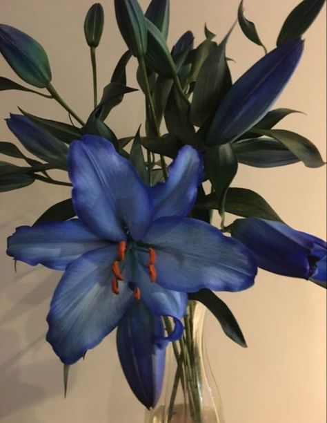 Exotic Flowers Beautiful, Blue Jasmine Flower, Purple Lily, Dark Blue Flowers, Blue Hibiscus, Jasmine Flower, Nothing But Flowers, Flowers Beautiful, Flower Therapy