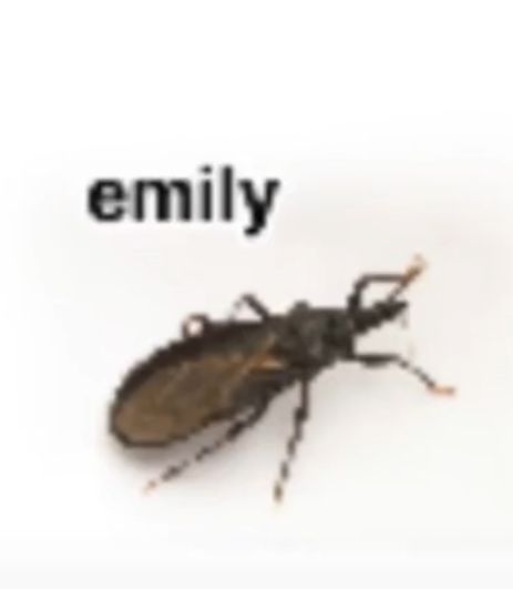 Blurry Bugs With Names, Bugs With Names, Ed Sheeran Facts, Insects Names, Bug Images, Hi Welcome To Chili's, Bug Collection, Sonic Funny, Real Friends