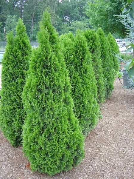 ‘Emerald Green’ arborvitae are quite useful as a narrow medium height screen in full sun. They can be planted close to a property line fence to preserve yard space, and will grow to fifteen feet. Emerald Arborvitae, Thuja Occidentalis Smaragd, Bamboo Arbor, Green Giant Arborvitae, Rustic Arbor, Wedding Arbor Rustic, Emerald Green Arborvitae, Grape Trellis, City Tree