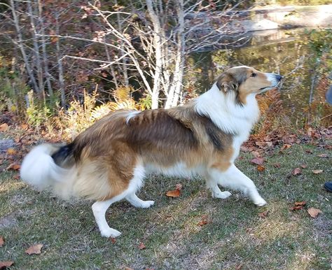 More Pups in South Carolina - Old-Time Scotch Collie Association Collie Dog Aesthetic, Smooth Collie Puppy, English Shepherd Puppy, Lab Border Collie Mix Dogs, Rough Collie Tricolor, Scotch Collie, Rough Coated Collie, English Shepherd, Rough Collies