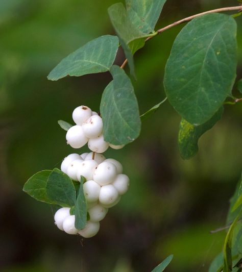 Snowberry, or pearl berry tree, is famous for its white berries. Caring for it, from planting to pruning, is easy. How to grow snowberry & contain it, too! Symphoricarpos Albus, Bush Plant, Berry Plants, Winter Berries, Planting Shrubs, Moon Garden, How To Attract Birds, Simple Green, Nature Garden