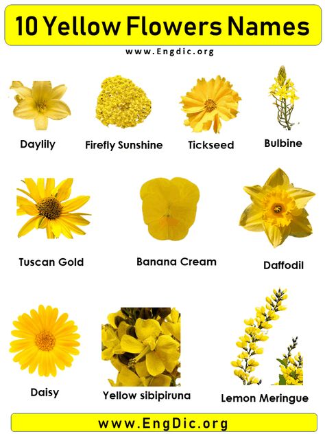 10 Yellow Flowers names with Pictures Flowers are a beautiful addition to any garden, and there are many different types of flowers to choose from. Each type of flower has its own unique name, and here is a list of 10 yellow flowers name with pictures. Daisy Daffodil Bulbine Banana Cream Lemon Meringue Tuscan Gold Yellow sibipiruna Firefly Sunshine Tickseed Daylily Yellow Flower Names with Pictures Yellow Daisy The daisy, or “YELLOW” is a flower that takes its name from the color of Yellow Colour Flowers, Types Of Yellow Flowers, Yellow Filler Flowers, Yellow Flowers Meaning, Bright Yellow Flowers, Different Flowers Types, White Flowers Names, Different Type Of Flowers, Yellow Flowers Names