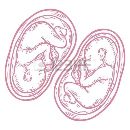 mothers womb: Human twins fetus concept hand drawn vector illustration prenatal growing baby, umbilicle cord isolated on a white background as an obstetric medicine symbol for pregnancy health and fetal healthcare icon. Twins Drawing Reference, Hands Drawing Tattoo, Twins Drawing, Sacred Feminine Art, Pregnant Belly Painting, Hands Drawing, Box Frame Art, Tattoo Posters, Baby Inside