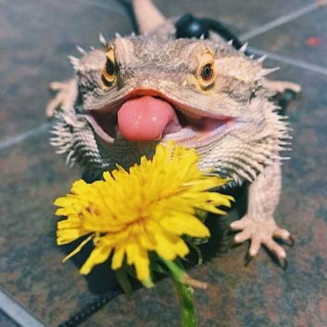 Bearded Dragon Halloween Costumes, Bearded Dragon Photoshoot, Bearded Dragon Aesthetic, Beard Dragon, Breaded Dragon, Leopard Gecko Cute, Cute Animals Videos, Dragon Terrarium, Dragon Pet