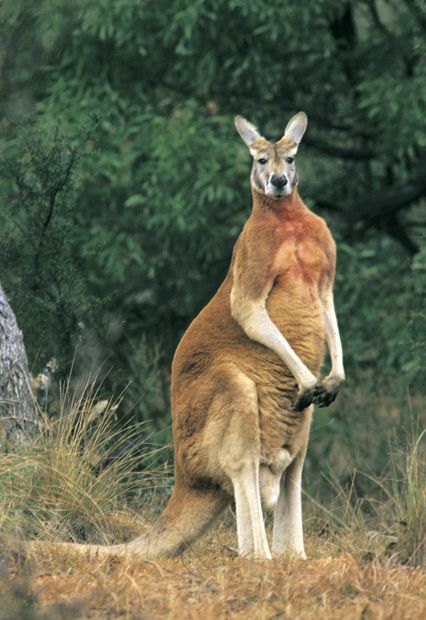 red-kangaroo-northen-territory-emblem Cute Australian Animals, Australian Mammals, Australian Fauna, Red Kangaroo, Australian Wildlife, 200 Pounds, Northern Territory, Australian Animals, Animal Tattoos