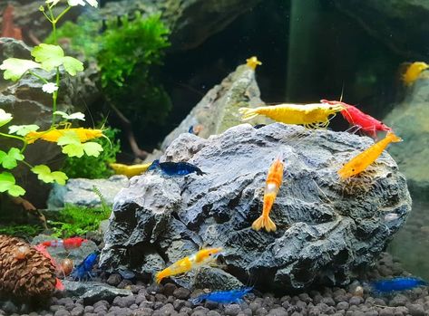 Shrimp Pet Tanks, Pet Shrimp Aquarium, Shrimp Tank Aquascape, Shrimp Tanks, Shrimp Aquarium, Pet Shrimp, Ghost Shrimp, Terrarium Tank, Cherry Shrimp