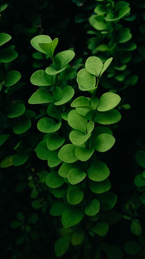 Foliage Photography, Symmetry Photography, Cloth Texture, Leaf Photography, Pretty Leaf, Original Iphone Wallpaper, Background Ideas, Plant Photography, School Photography