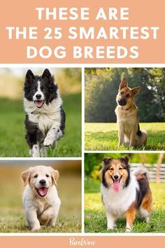 These Are the 25 Smartest Dog Breeds According to Science #purewow #family #dogs #pet  These Are the 25 Smartest Dog Breeds According to Science #purewow #family #dogs #pet Dog Breeds Chart, Lou Dog, Family Dogs Breeds, Friendly Dog Breeds, Family Friendly Dogs, Smartest Dogs, Smartest Dog Breeds, Friendly Dogs, Best Dogs For Families