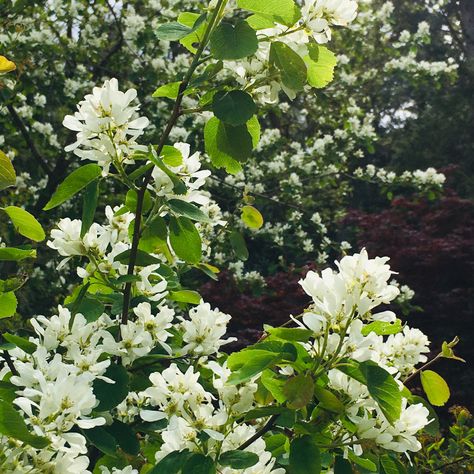 Saskatoon berry flowers #minhnhon #saskatoonberry #berry #flowers #woodland #gardening #May #2022 #spring #countryliving #lifestyle Berry Flowers, One For Sorrow, Saskatoon Berry, Berry Bushes, Nature Sketch, In Bloom, Berry, Sketch, Lifestyle