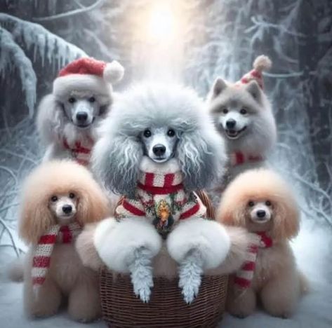 Poodle Christmas Pictures, Phantom Poodle, Husky Training, Poodle Doodle, Poodle Card, Poodle Christmas, Dogs Images, Parti Poodle, Poodle Hair