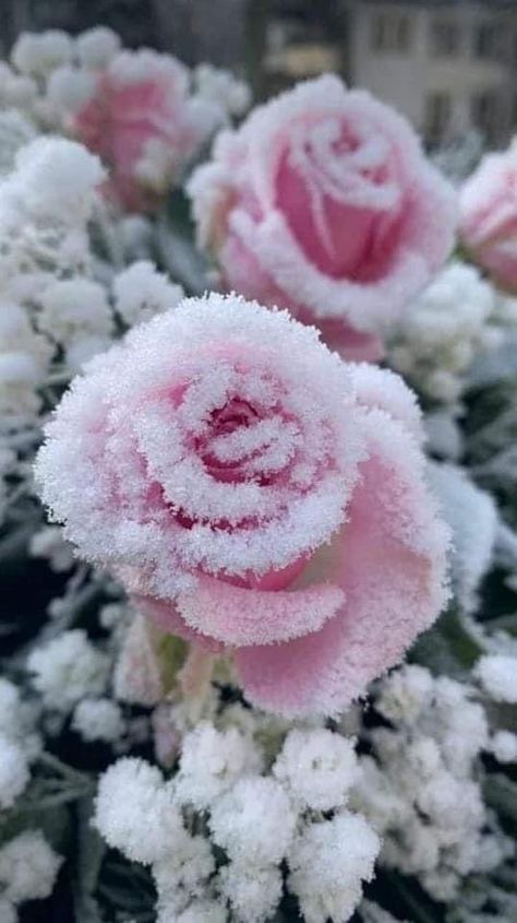 Pastel Winter, Pretty Flowers Pictures, Frozen Rose, Snow Flower, Winter Fairy, Nothing But Flowers, Winter Flowers, Pretty Plants, Beautiful Flowers Pictures