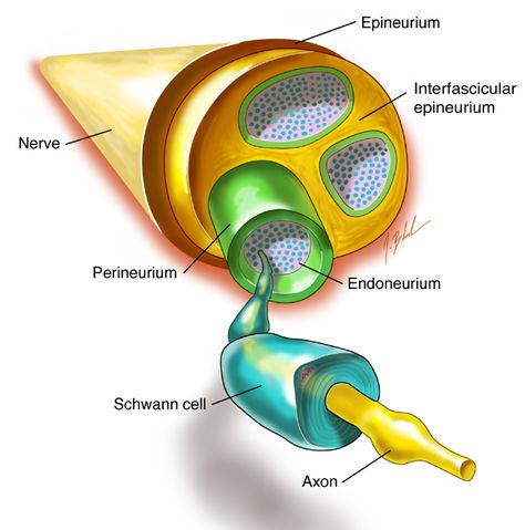 Anatomy of a nerve: A nerve consists of several nerve fibers (axons). Each individual fiber is covered in a layer called the endoneurium, which is composed of loose connective tissue. A bundle of fibers is referred to as fascicles. These fascicles are encased in a several layers called the perineurium. Surrounding the bundles of fascicles, is another layer called the epineurium, which consists of dense irregular tissue. Nerve Structure, Autonomic Nervous System Dysfunction, Loose Connective Tissue, Biology Test, Nerve Anatomy, Nerve Fiber, Muscle Atrophy, Biology Labs, Complex Regional Pain Syndrome