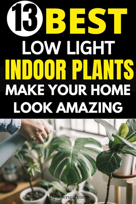 13 Best Low-Light Indoor Plants to Brighten Up Your Home – StylePersuit Best Indoor Plants For Low Light, Indirect Light Plants, Low Light Plants Indoor, Indoor Plants India, Trailing Pothos, Big House Plants, Tall House Plants, Indoor Planter Box, Zz Plants