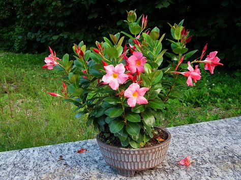 Rosa Mandevilla Gravel Patio, Angel Trumpet, Witch Garden, Flower Video, Flowering Vines, Flowers Nature, Amazing Flowers, Garden Inspiration, Trees To Plant