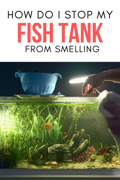 Here is a How to Stop Fish Tank Odors Fish Tank Cleaning, Aquarium Water, Fish Tank Decorations, Healthy Environment, Smell Fresh, Water Quality, The Fish, The Common, Fish Tank