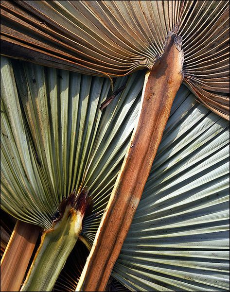 building material | Explore 01-11-09 #157 Palapa roofing mat… | Flickr Photography Hashtags, Plant Texture, Trendy Plants, Palm Island, Diy Plant Stand, Plant Photography, Katy Tx, Photography Classes, Plant Pictures