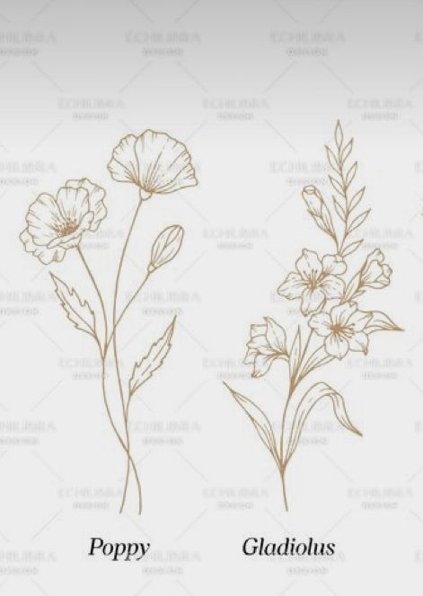 Gladiolus Tattoo Shoulder, Gladolius Tattoo, August Birth Flower Tattoo Gladiolus, Traditional Gladiolus Tattoo, Gladiolus Flower Drawing Simple, Gladius Flower Tattoo, Gladiolus And Poppy Flower Tattoo, August Birth Flower Gladioli, Gladius Flower