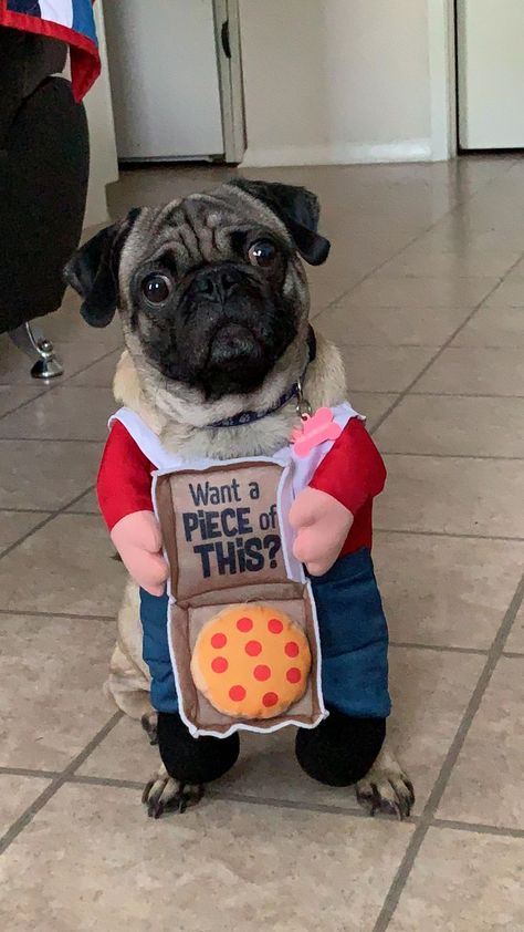 Pugs don't part with their pizza easily Pugs In Costume, Funny Pugs, Baby Pugs, Pug Pictures, Pug Dogs, Dog Halloween Costumes, Pug Puppies, Pugs Funny, Silly Dogs