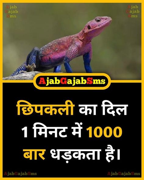 Interesting Gk Facts In Hindi, Animal Facts In Hindi, Gk Facts In Hindi, Google Facts, Science Facts Mind Blown, Top 10 Facts, Daily Fun Facts, Youtube Facts, Facts About Animals