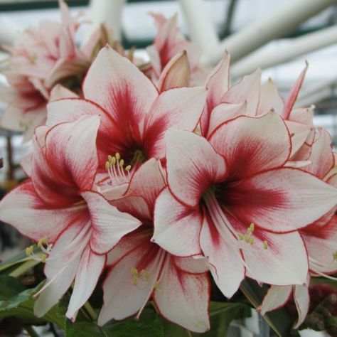 Amaryllis Tattoo, Amaryllis Plant, Amaryllis Flowers, Amaryllis Bulbs, Plant Problems, Bouquet Arrangements, Pretty Plants, Bulb Flowers, Favorite Flowers