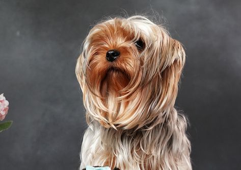 60 Damn Cute Yorkie Haircuts For Your Puppy – HairstyleCamp Funny Dog Haircut, Long Hair Yorkie, Summer Yorkie Haircut, Yorkie Face Haircut, Yorkie Haircut, Morkie Haircuts, Yorkie Puppy Haircuts, Yorkie Summer Cut, Yorkie Creative Grooming