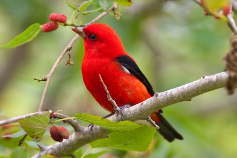 Common Expressions About Animals Scarlet Tanager, Migratory Birds, Bird Coloring Pages, Most Beautiful Birds, Bird Pictures, Red Birds, Bird Photo, Losing A Pet, Colorful Birds