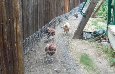 DIY Chicken Tunnel (Step-by-Step Guide) - Ask a Prepper Reban Ayam, Chicken Tunnel, Chicken Tunnels, Urban Chickens, Chicken Run, Chicken Diy, Chicken Runs, Chicken House, Hobby Farms