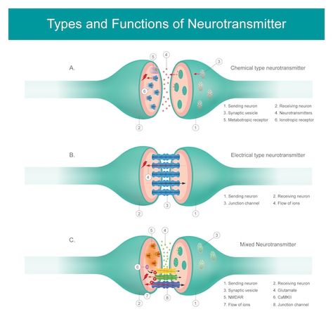 Vector types and functions of neurotrans... | Premium Vector #Freepik #vector #nervous-system #nerve #brain-anatomy #anatomy Types Of Neurons Notes, Parts Of A Neuron, Neuron Notes Nervous System, Trigeminal Neurology, Nerve Cells, Neurotransmitters Brain Neurons, Brain Anatomy, Nerve Cell, Free Vector Graphics