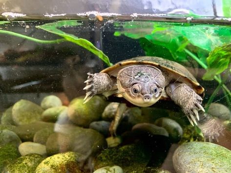 African sideneck turtles are adorable reptiles that many people consider owning. Read this guide to learn how you can help them thrive! African Sideneck Turtle, Turtle Tanks, Fern Images, Turtle Care, Turtle Habitat, Animals Jokes, Cute Animals To Draw, Aquatic Turtles, Pet Turtle