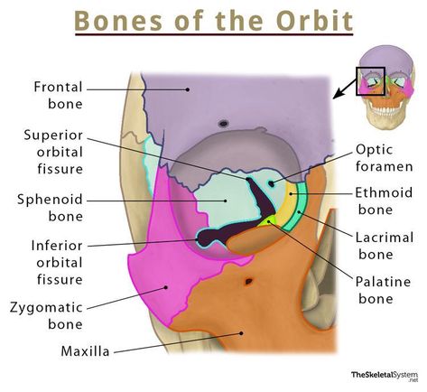 Bones of the Orbit - Names, Location, Anatomy, & Pictures Facial Bones Anatomy, Ossification Of Bones, Orbit Anatomy, Palatine Bone, Sphenoid Bone, Maxillary Sinus, Arm Bones, Facial Bones, Skull Anatomy