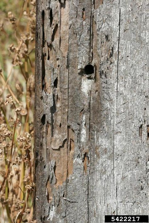 Drywood Termite Damage Phoenix AZ Drywood Termites, Termite Prevention, Wood Termites, Termite Damage, Termite Control, Natural Homes, Rain Gutters, Citrus Oil, Enjoy The Sunshine