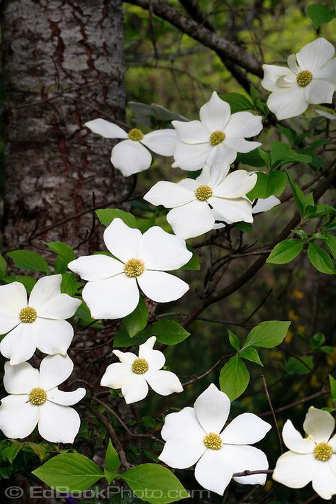 Cornus nuttallii - Pacific Dogwood. It's hard to find the pure species at nurseries, but we could get saplings at the Whatcom native plant sale. It would be nice to have a couple scattered around outside the fence, if not a full row. Dogwood Tree Tattoo, Pacific Dogwood, Tattoo White, Dogwood Tree, Dogwood Flower, Dogwood Blossoms, Native Plant Gardening, Flower Pot Design, Dogwood Trees