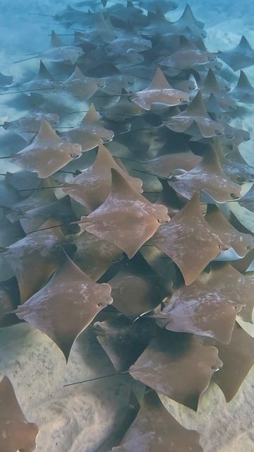 Cow Nose Stingray, Sting Ray Wallpaper, Stingray Migration, Stingray Skeleton, Cownose Stingray, Cownose Ray, Graceful Animals, Cow Nose, Schools Of Fish