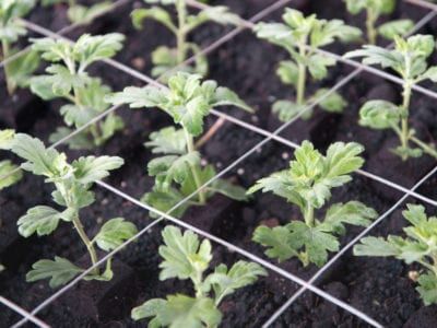 Mum Propagation: How To Start Mums From Seeds And Cuttings Fall Gardening Ideas, Chrysanthemum Growing, Mum Seeds, Fall Container Plants, Chrysanthemum Seeds, Hardy Mums, Chrysanthemum Plant, Planting Mums, Ideas Garden Design