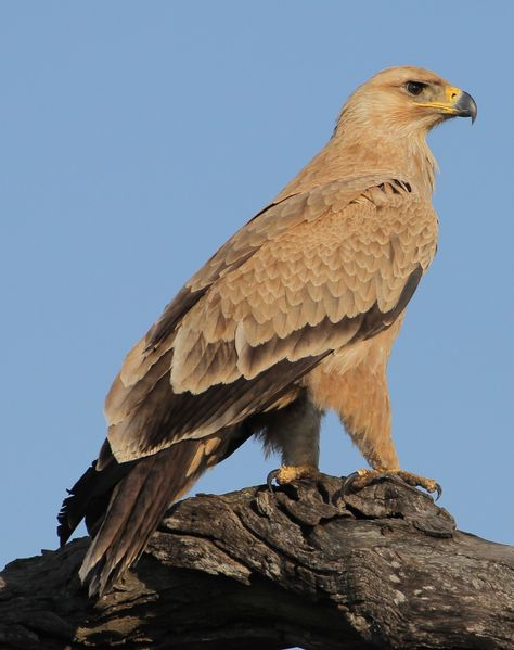 Tawny eagle Tawny Eagle, Eagle Jewelry, Bird Reference, Pasta Das, Nature Reference, Eagles Sweatshirt, Eagles Hoodie, Eagles Shirt, Raptors Bird