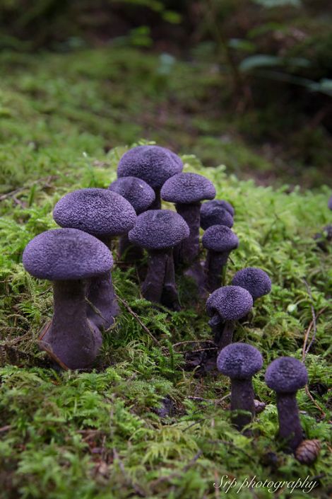 Pretty Mushroom Aesthetic, Purple Mushroom Aesthetic, Pretty Mushrooms Nature, Mushrooms Purple, Purple Mushrooms, Mushroom Core, Purple Mushroom, Polypore Mushrooms, Mushroom Plant