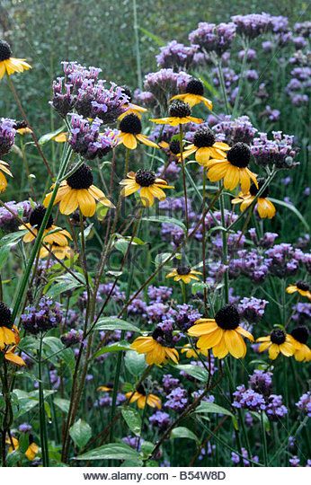 Rudbeckia Triloba Stock Photos & Rudbeckia Triloba Stock Images ... Rudbeckia Triloba, Naturalistic Garden, Prairie Garden, Plant Combinations, Ornamental Grasses, Beautiful Blooms, Garden Planning, Cottage Garden, Garden Inspiration