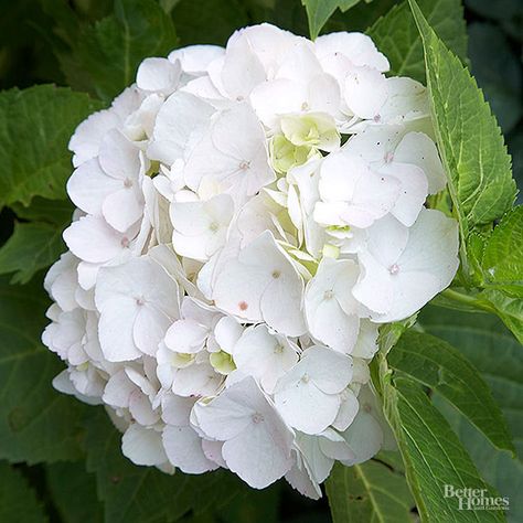 Hydrangea macrophylla 'Blushing Bride Hydrangea type: Bigleaf Size: 3 to 6 feet tall and wide Zones: 4 to 9 Blushing Bride Hydrangea, Moon Gardens, Deadheading Flowers, Hydrangea Landscaping, Big Leaf Hydrangea, Bigleaf Hydrangea, Types Of Hydrangeas, Smooth Hydrangea, Endless Summer Hydrangea