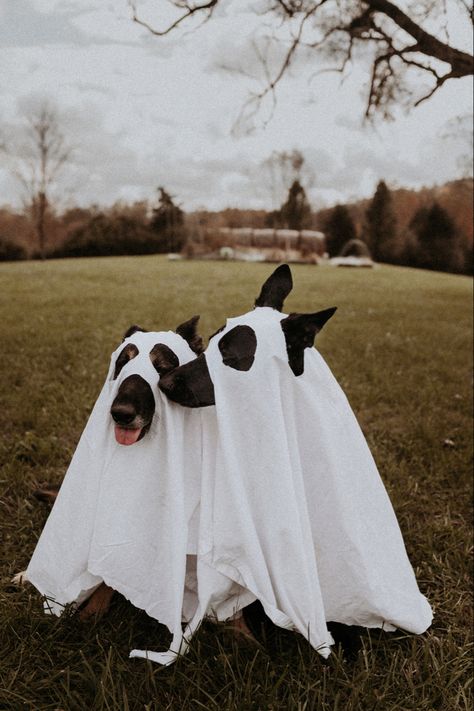 German Shepard dog as ghost for halloween Ghost Family Photoshoot With Dog, Halloween Photoshoot With Dog, Dog Ghost Photoshoot, Ghost Challenge, Family Dog Photos, Dog Ghost, Ghost Photo, Fall Minis, Ghost Family