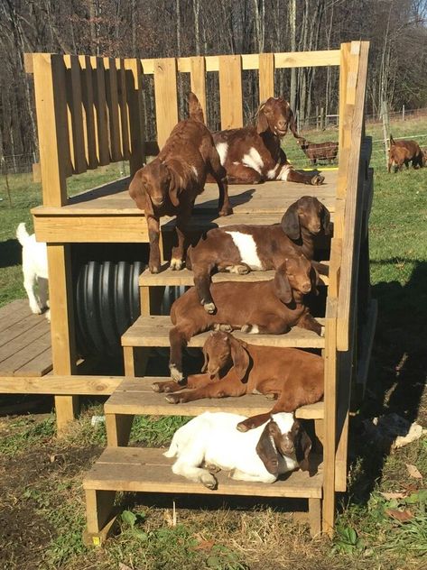 goat world. Goat Playground, Goat Toys, Goat Shelter, Goat Pen, Happy Goat, Goat House, Goat Care, Goat Barn, Boer Goats