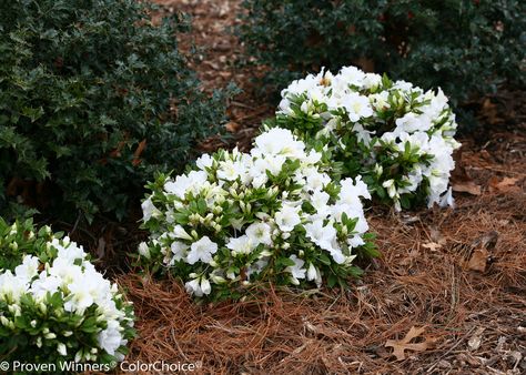 Azaleas Landscaping, Gardening Checklist, Seattle Garden, Landscaping Around House, Types Of Mulch, White Azalea, Pergola Pictures, Japanese Garden Design, Garden Shrubs