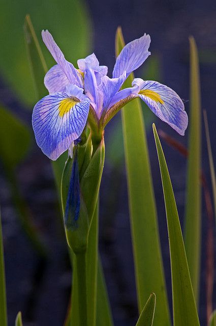 Wild Iris by baldwinm16 Photos Of Iris Flowers, Iris Purple Color, Blue Iris Flowers, Blue Iris Flowers Aesthetic, Iris Botanical, Northern Blue Flag Iris, Cabinet Inspiration, Wild Iris, Flowers Wild