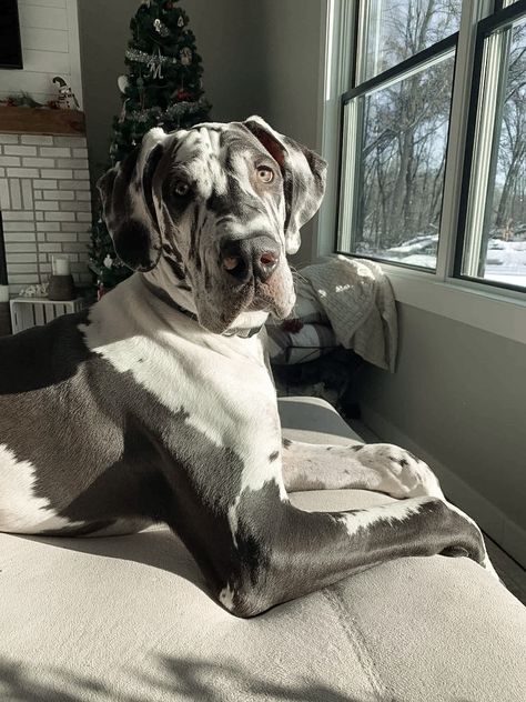 Aesthetic Great Dane, Great Dane Cute, Great Dane Spotted, Great Dane Aesthetic, Puppy Great Dane, Great Dane Harlequin, Grey Great Dane, Great Dane Mastiff, Great Dane Puppies