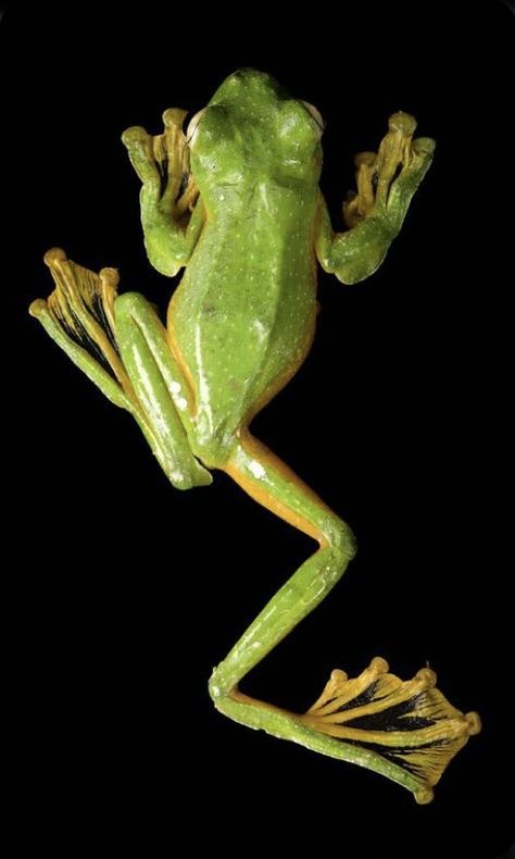 Holding A Frog Reference, Frog From Above, Cool Frogs, Frog Reference, Frog Climbing, Frog Photography, Real Frog, Frog Images, Tree Frog Art